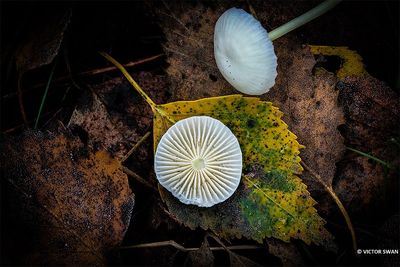 Witte melksteelmycena - Mycena galopus.JPG