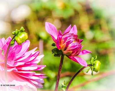 Dahlia-New-Age .JPG