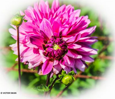 Dahlia-New-Age .JPG