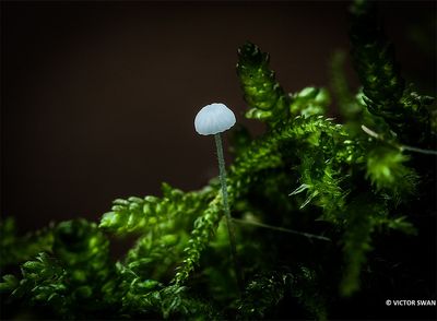 Suikermycena - Mycena adscendens.JPG