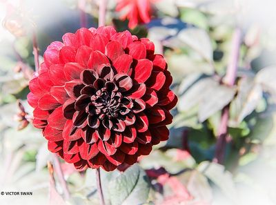 Dahlia-Karma choc .JPG