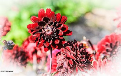 Dahlia-Karma choc .JPG