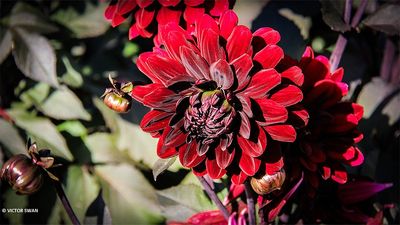Dahlia-Karma choc .JPG