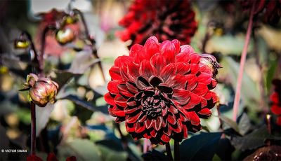 Dahlia-Karma choc .JPG