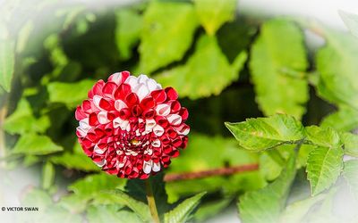 Dahlia-Sweet love.JPG