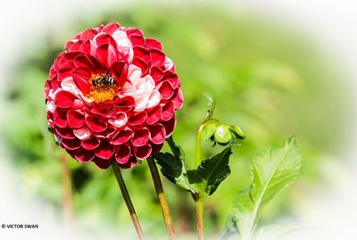 Dahlia-Sweet love.JPG