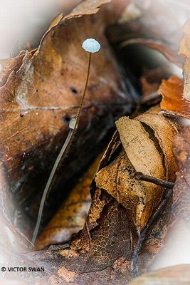 Draadsteelmycena - Mycena filopes.JPG