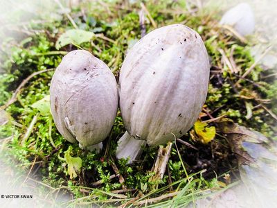 Grote kale inktzwam - Coprinopsis atramentaria.JPG