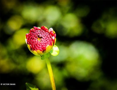 Dahlia-Sweet love.JPG