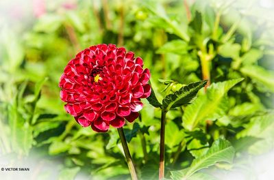 Dahlia-Sweet love.JPG