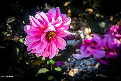 Dahlia-Fascination.JPG