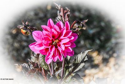 Dahlia-Fascination.JPG