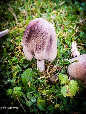 Grote kale inktzwam - Coprinopsis atramentaria.JPG