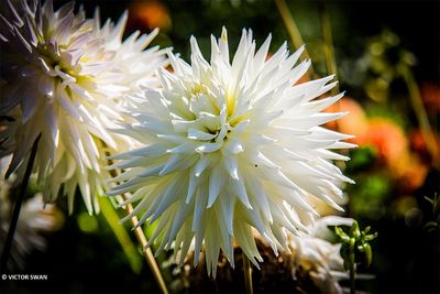 Dahlia-Kenora Challenger.JPG