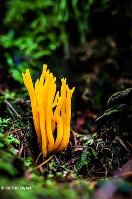 Kleverig Koraalzwammetje - Calocera Viscosa .JPG