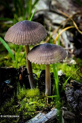 Gewoon elfenschermpje - Mycena pura.JPG