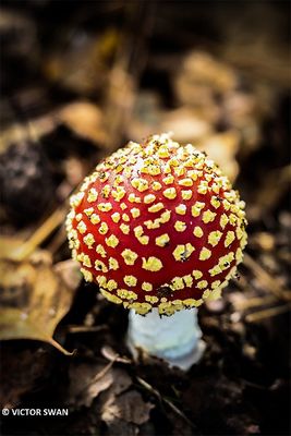 Vliegenzwam - Amanita muscaria.JPG