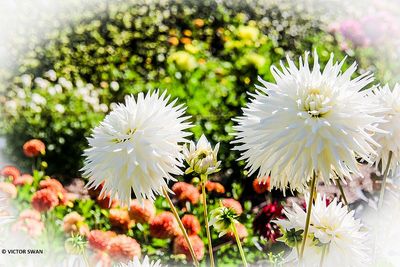Dahlia-Kenora Challenger.JPG