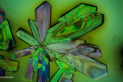 Thymo-septine .JPG