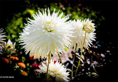 Dahlia-Kenora Challenger.JPG
