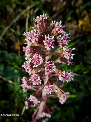 Groot hoefblad - Petasites hybridus.JPG