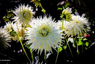 Dahlia-Kenora Challenger.JPG