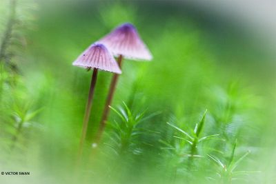 Melksteelmycena - Mycena galopus .JPG