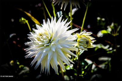 Dahlia-Kenora Challenger.JPG
