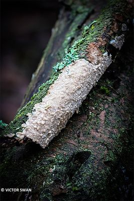 Ziekenhuisboomkorst - Radulomyces confluens.JPG