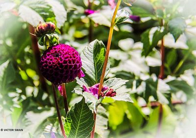 Dahlia-Rocco .JPG