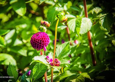Dahlia-Rocco .JPG
