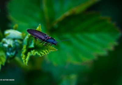 Roodaarskniptor - Athous haemorrhoidalis.JPG