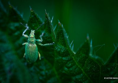 Groene snuitkever - Phyllobius argentatus.JPG
