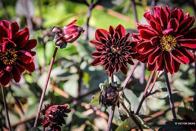 Dahlia-Alois.JPG