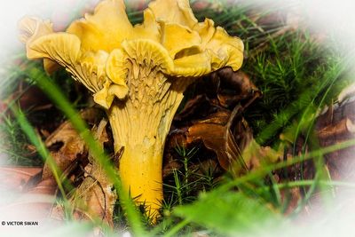 Hanenkam - Cantharellus cibarius.JPG