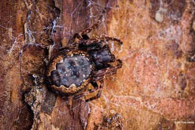 Platte Wielwebspin Nuctenea umbratica.JPG