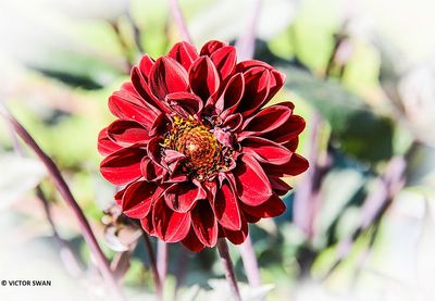 Dahlia-Alois.JPG