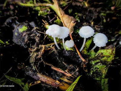 Smeerwortelmycena - Hemimycena candida.JPG