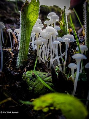 Smeerwortelmycena - Hemimycena candida.JPG