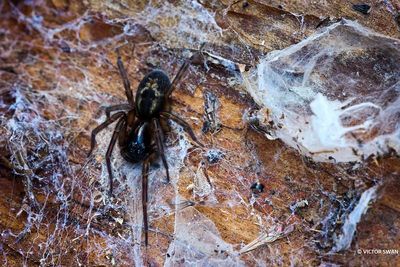 Muurkaardespin - Amaurobius similis.JPG