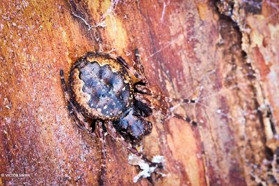 Platte Wielwebspin Nuctenea umbratica.JPG