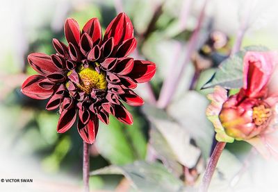 Dahlia-Alois.JPG