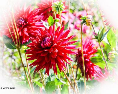 Dahlia-Samourai.JPG