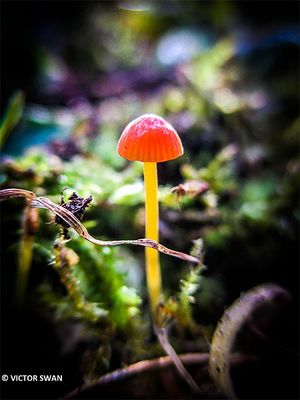 Oranje dwergmycena - Mycena acicula.JPG