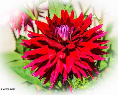 Dahlia-Samourai.JPG