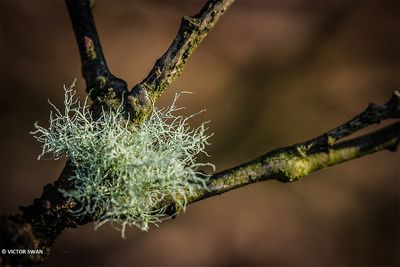 Gewoon Baardmos - Usnea subfloridana.JPG