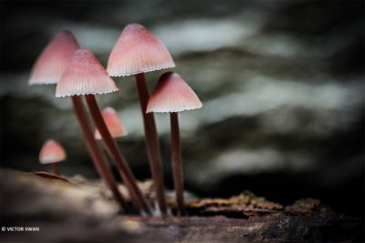 Grote bloedsteelmycena - Mycena haematopus.JPG