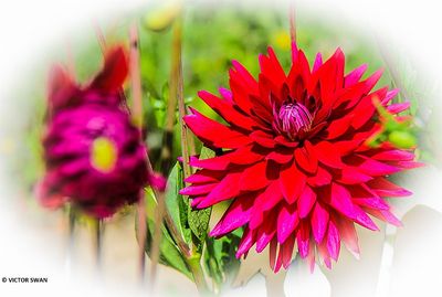 Dahlia-Samourai.JPG