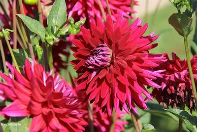 Dahlia-Samourai.JPG