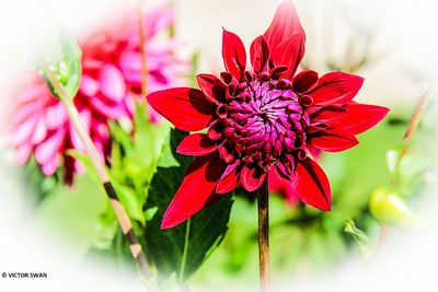 Dahlia-Samourai.JPG